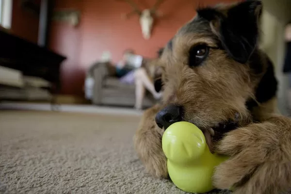 westpaw_westpaw_zogoflex_tux_2.webp Zogoflex Tux | Westpaw Best Sale