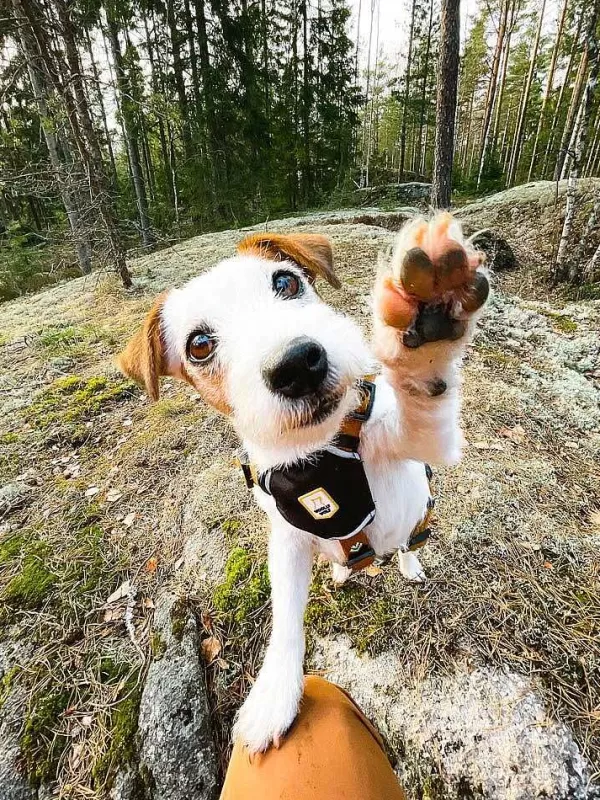 woolly_wolf_woolly_wolf_sea_to_summit_harnas_4.webp Sea To Summit Harnas | Woolly Wolf Clearance