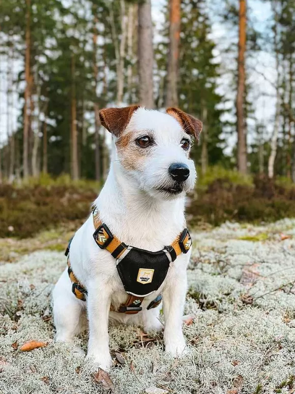 woolly_wolf_woolly_wolf_sea_to_summit_harnas_5.webp Sea To Summit Harnas | Woolly Wolf Clearance