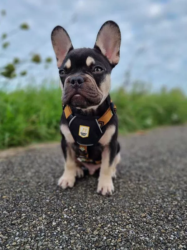 woolly_wolf_woolly_wolf_sea_to_summit_harnas_6.webp Sea To Summit Harnas | Woolly Wolf Clearance